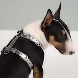 Harnais personnalisable chien Harnais en cuir argent galactique Collection LeDog Couleur Argent Galactique pièces métalliques dorées Cuir Chiens Bouledogue Berger Australien Chihuahua Cocker Golden Pomeranian teckel Shiba, Personnalisez votre harnais, choisissez le cuir et les pièces métalliques de votre choix