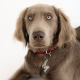 Médaille, Lettre, médaillon chien collier, Le prénom Le Dog by Astré