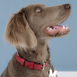 Médaille, Lettre, médaillon chien collier, Le prénom Le Dog by Astré