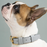 collier chien en cuir, collection ledog by ASTRÉ, accessoire chien, collier en cuir, cuir italien , collier gris, cuir grainé gris perla