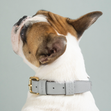 collier chien en cuir, collection ledog by ASTRÉ, accessoire chien, collier en cuir, cuir italien , collier gris, cuir grainé gris perla