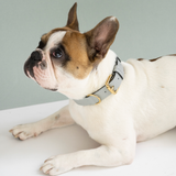 collier chien en cuir, collection ledog by ASTRÉ, accessoire chien, collier en cuir, cuir italien , collier gris, cuir grainé gris perla