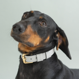 collier chien en cuir, collection ledog by ASTRÉ, accessoire chien, collier en cuir, cuir italien , collier gris, cuir grainé gris perla