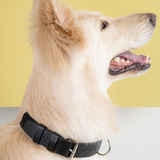 Collier cuir Collier chien Collection LeDog Couleur Noir Cuir Grainé Chien géant Chiens Bouvier Bernois Bouledogue Berger Australien Akita Chihuahua Cocker Golden labrador Pomeranian teckel Shiba