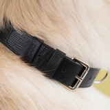 Collier cuir Collier chien Collection LeDog Couleur Noir Cuir Grainé Chien géant Chiens Bouvier Bernois Bouledogue Berger Australien Akita Chihuahua Cocker Golden labrador Pomeranian teckel Shiba