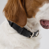 Collier cuir Collier chien Collection LeDog Couleur Noir Cuir Grainé Chien géant Chiens Bouvier Bernois Bouledogue Berger Australien Akita Chihuahua Cocker Golden labrador Pomeranian teckel Shiba