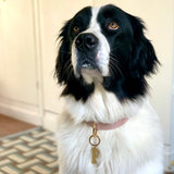 médaille pour chien collier chien médaille dorée argent doré collection ledog ASTRÉ