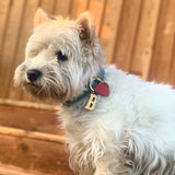 médaille pour chien collier chien médaille dorée argent doré collection ledog ASTRÉ