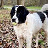 médaille pour chien collier chien médaille dorée argent doré collection ledog ASTRÉ