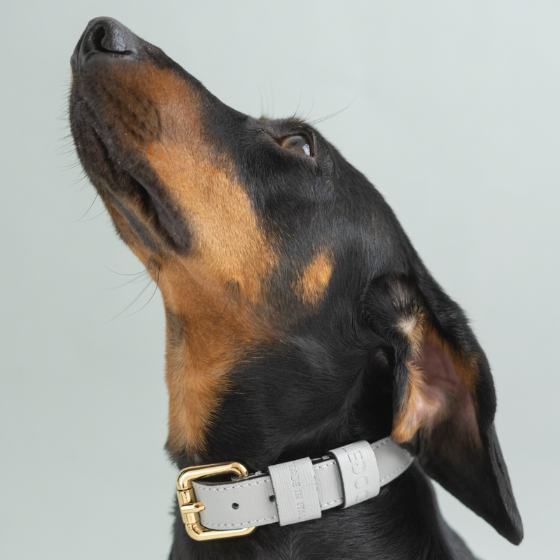 collier chien en cuir, collection ledog by ASTRÉ, accessoire chien, collier en cuir, cuir italien , collier gris, cuir grainé gris perla